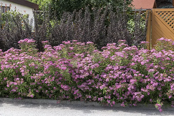 651532 - Japanese spiraea (Spiraea japonica 'Anthony Waterer')