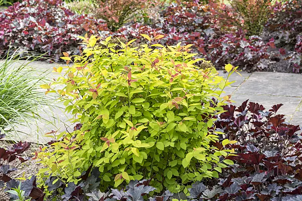 638347 - Japanese spiraea (Spiraea japonica 'Double Play Big Bang')