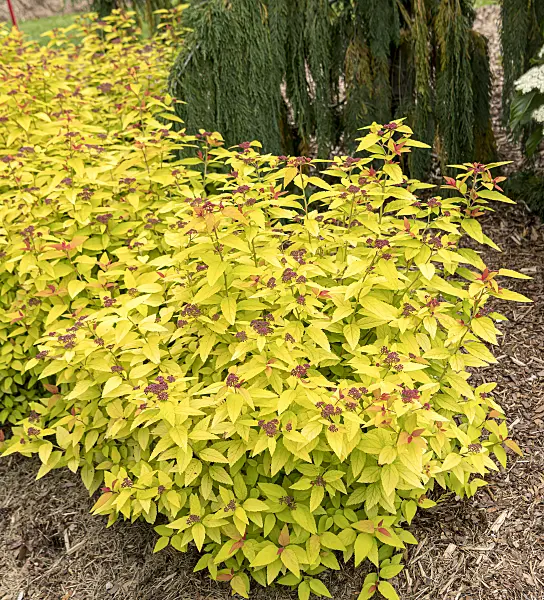 607210 - Japanese spiraea (Spiraea japonica 'Double Play Candy Corn')