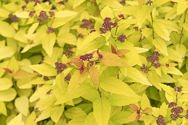 607211 - Japanese spiraea (Spiraea japonica 'Double Play Candy Corn')
