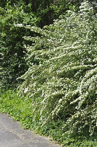 472400 - Japanese spiraea (Spiraea japonica 'Flächenfüller')