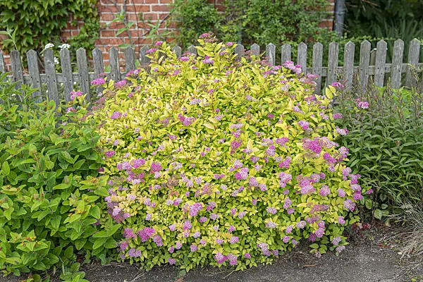 616347 - Japanese spiraea (Spiraea japonica 'Golden Princess')