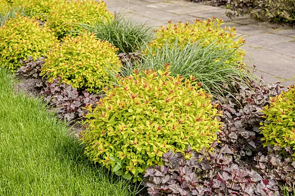 593202 - Japanese spiraea (Spiraea japonica 'Magic Carpet')