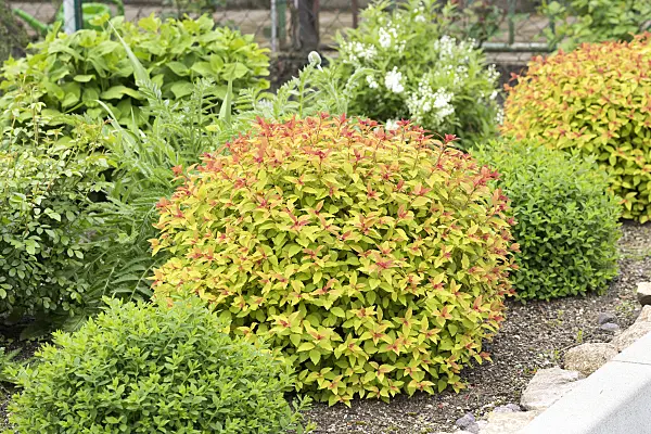 638349 - Japanese spiraea (Spiraea japonica 'Magic Carpet')