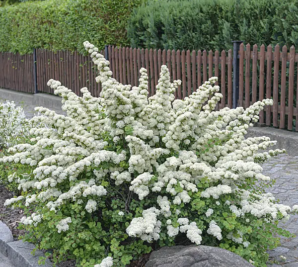 607212 - Japanese spiraea (Spiraea nipponica 'Snowmound')