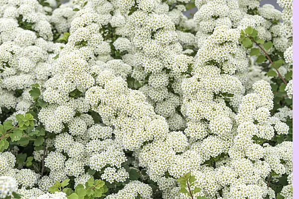 638350 - Japanese spiraea (Spiraea nipponica 'Snowmound')