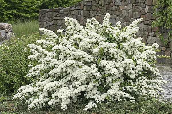 638352 - Japanese spiraea (Spiraea nipponica 'Snowmound')