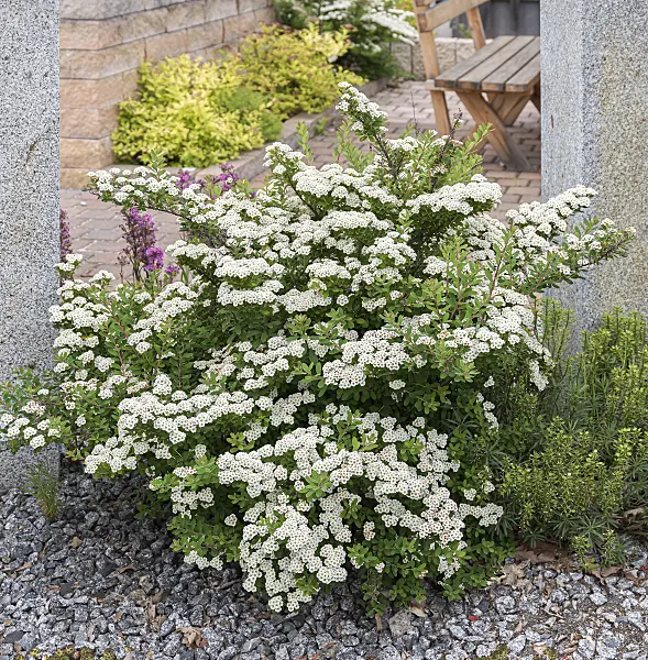 651533 - Japanese spiraea (Spiraea nipponica 'Snowmound')