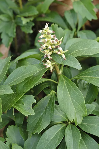 471020 - Japanese spurge (Pachysandra terminalis)