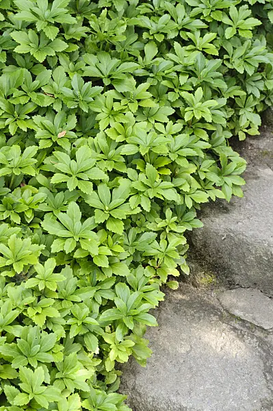 486222 - Japanese spurge (Pachysandra terminalis)