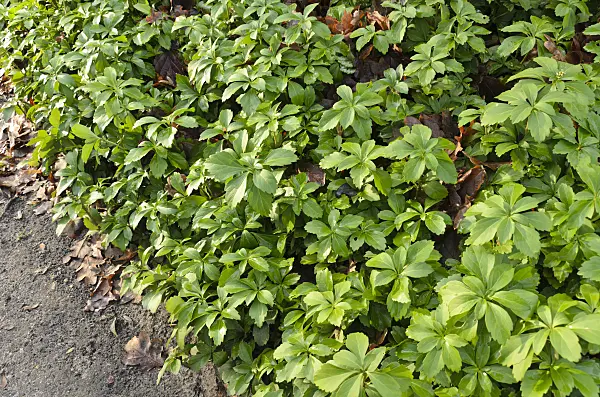 504093 - Japanese spurge (Pachysandra terminalis)
