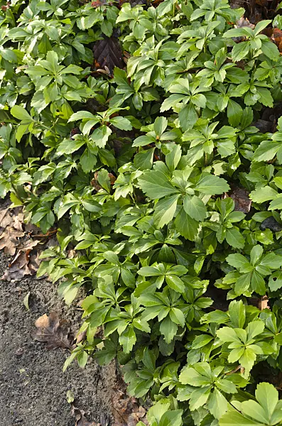 504094 - Japanese spurge (Pachysandra terminalis)