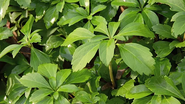 504103 - Japanese spurge (Pachysandra terminalis)