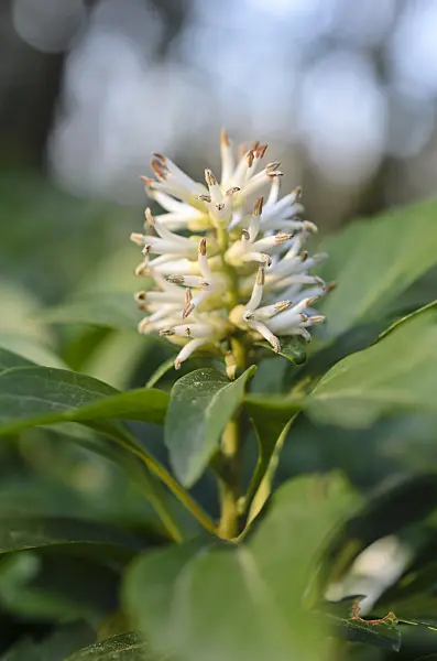 507013 - Japanese spurge (Pachysandra terminalis)