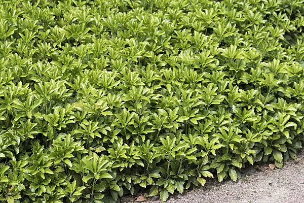 651417 - Japanese spurge (Pachysandra terminalis)
