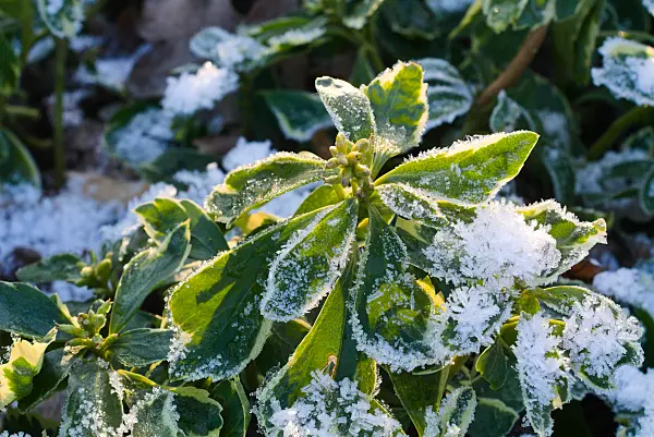 672020 - Japanese spurge (Pachysandra terminalis 'Variegata')