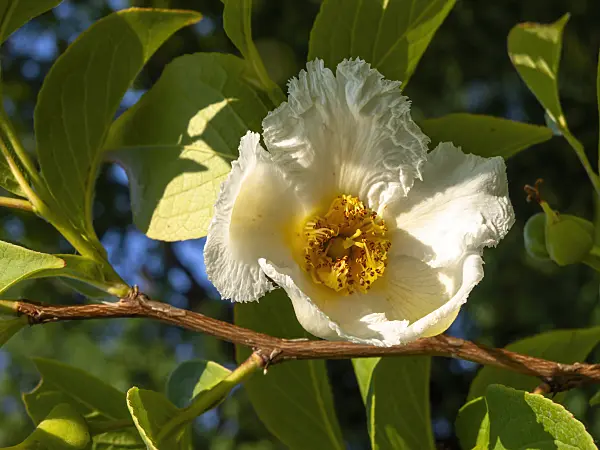 438291 - Japanese stewartia (Stewartia pseudocamellia)