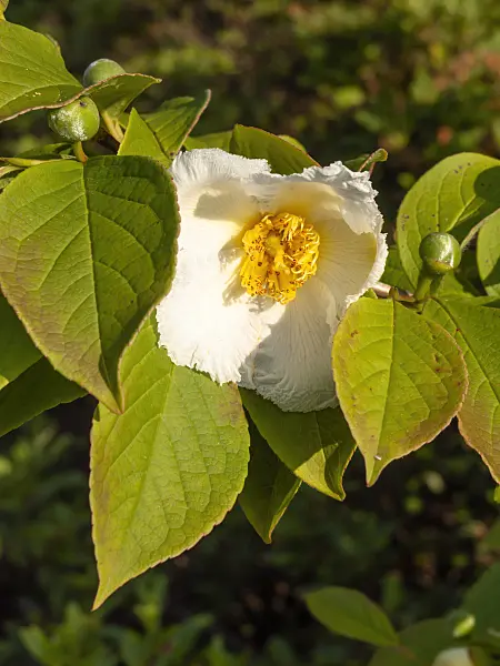 438292 - Japanese stewartia (Stewartia pseudocamellia)