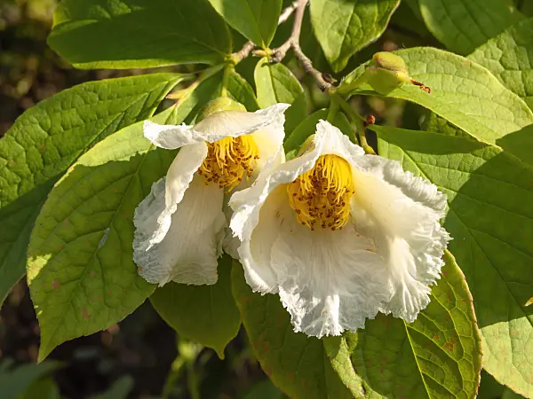 438294 - Japanese stewartia (Stewartia pseudocamellia)