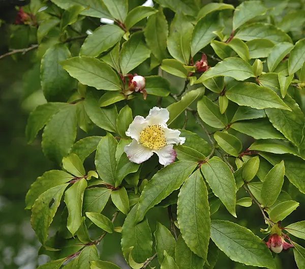 454097 - Japanese stewartia (Stewartia pseudocamellia)