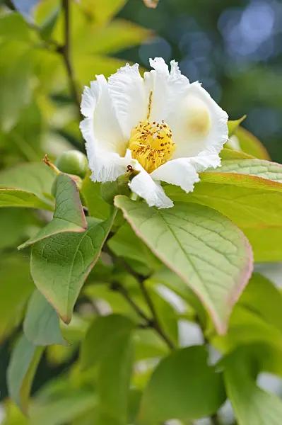 473234 - Japanese stewartia (Stewartia pseudocamellia)