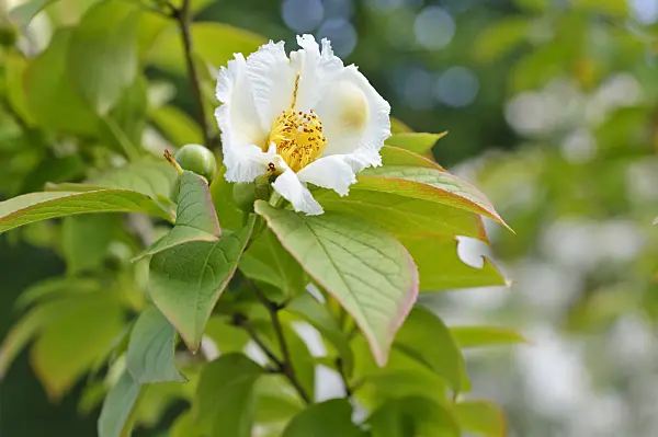 473235 - Japanese stewartia (Stewartia pseudocamellia)