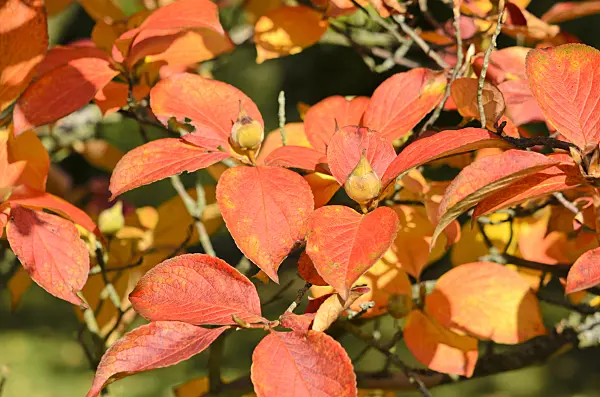 525321 - Japanese stewartia (Stewartia pseudocamellia)
