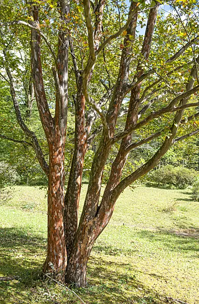 607214 - Japanese stewartia (Stewartia pseudocamellia)