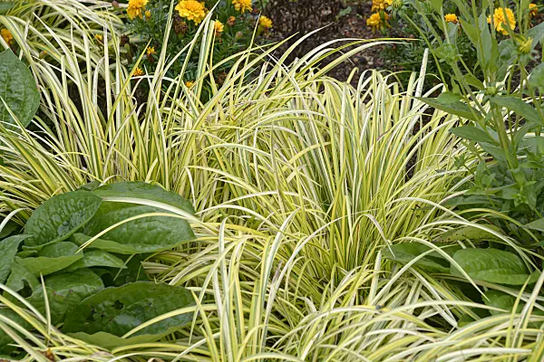 607003 - Japanese sweet flag (Acorus gramineus 'Ogon')