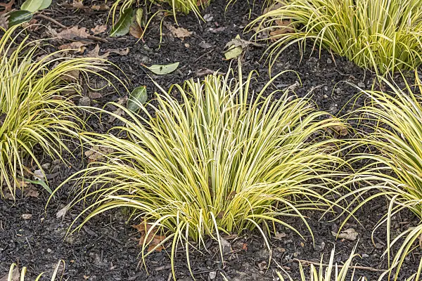 625121 - Japanese sweet flag (Acorus gramineus 'Ogon')