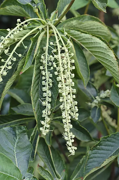 488131 - Japanese sweet shrub (Clethra barbinervis)