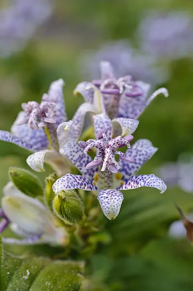 476153 - Japanese toad lily (Tricyrtis hirta)