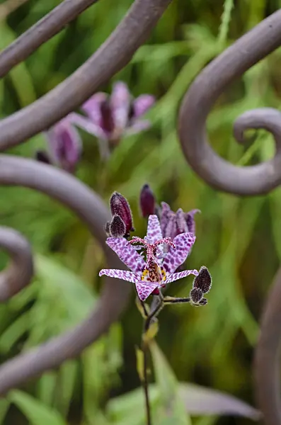 524189 - Japanese toad lily (Tricyrtis hirta)