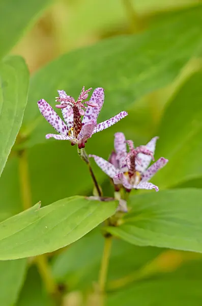 525407 - Japanese toad lily (Tricyrtis hirta)