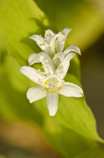 525294 - Japanese toad lily (Tricyrtis hirta 'Alba')