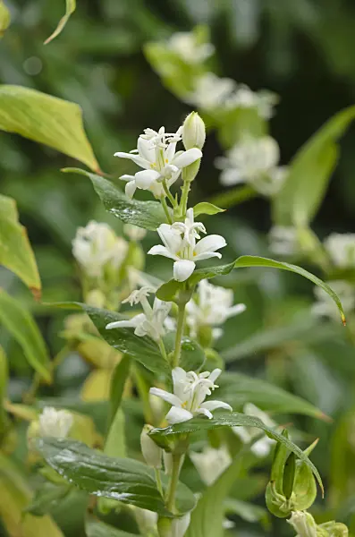 549109 - Japanese toad lily (Tricyrtis hirta 'Alba')