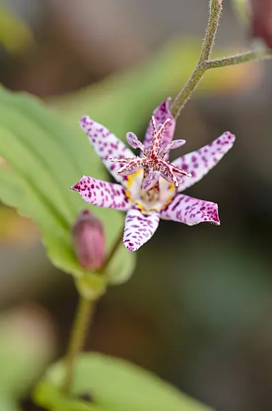 525302 - Japanese toad lily (Tricyrtis hirta var. masamunei)