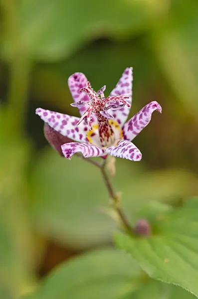 525303 - Japanese toad lily (Tricyrtis hirta var. masamunei)