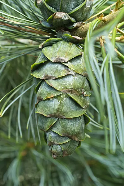 595010 - Japanese white pine (Pinus parviflora)