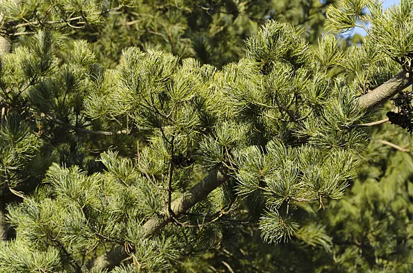 494010 - Japanese white pine (Pinus parviflora 'Glauca')