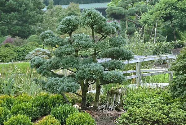 502312 - Japanese white pine (Pinus parviflora 'Glauca')