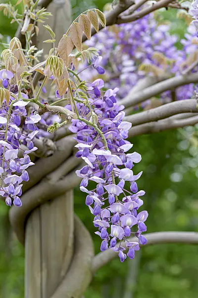 607223 - Japanese wisteria (Wisteria brachybotrys 'Okayama')