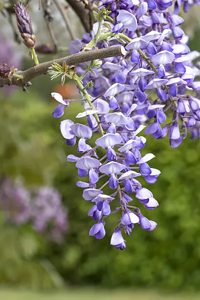 607224 - Japanese wisteria (Wisteria brachybotrys 'Okayama')