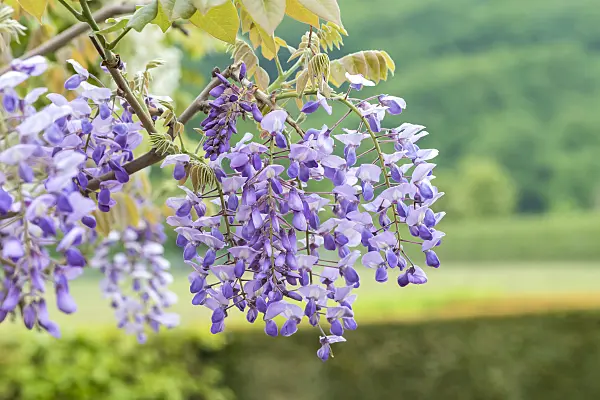 638385 - Japanese wisteria (Wisteria brachybotrys 'Okayama')