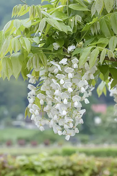 607225 - Japanese wisteria (Wisteria brachybotrys 'Shiro-kapitan')