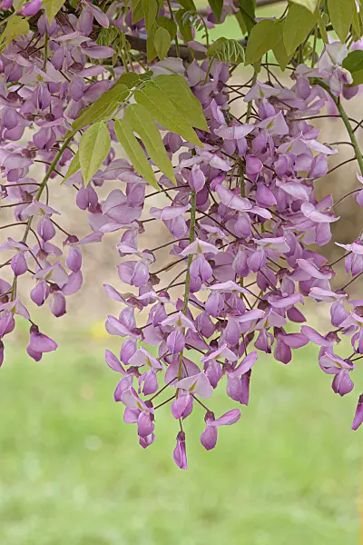 607226 - Japanese wisteria (Wisteria brachybotrys 'Showa-beni')