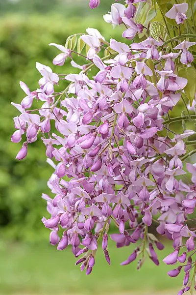 607227 - Japanese wisteria (Wisteria brachybotrys 'Showa-beni')
