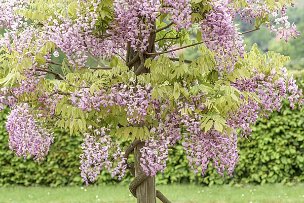 607228 - Japanese wisteria (Wisteria brachybotrys 'Showa-beni')