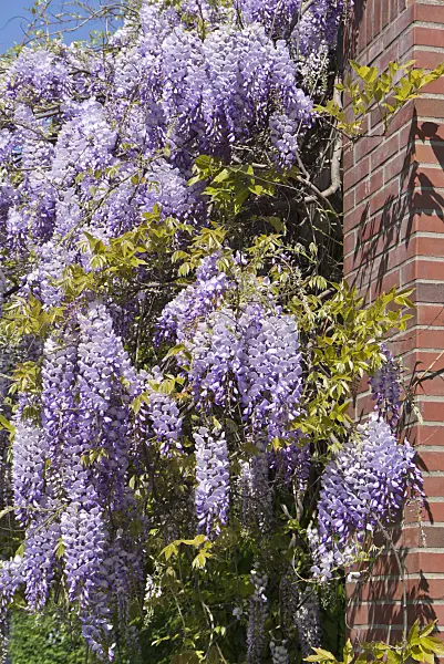 532002 - Japanese wisteria (Wisteria floribunda)