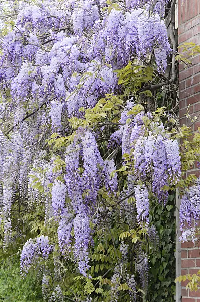 532041 - Japanese wisteria (Wisteria floribunda)